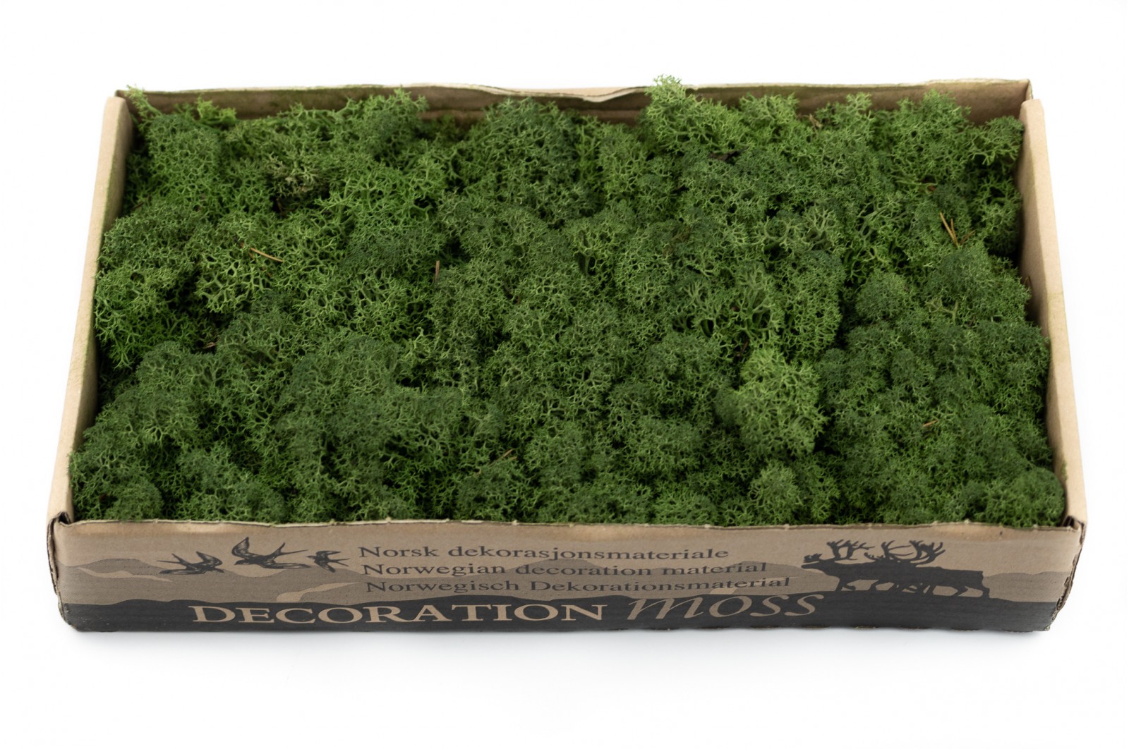 PHOCEALYS │Lichen stabilisé 500g│vente aux pros│Grossiste