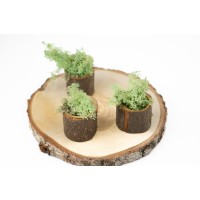 PHOCEALYS │Lichen stabilisé 500g│vente aux pros│Grossiste