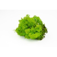 PHOCEALYS │Lichen stabilisé 500g│vente aux pros│Grossiste
