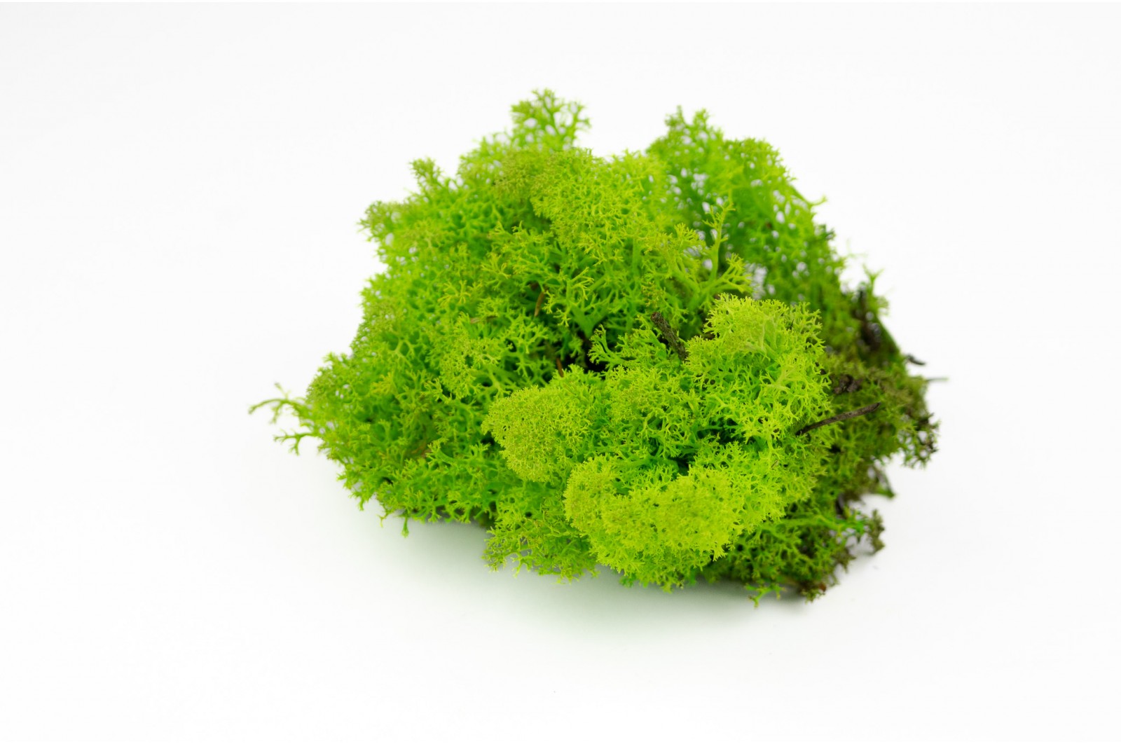 PHOCEALYS │Lichen stabilisé 500g│vente aux pros│Grossiste