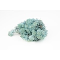 PHOCEALYS │Lichen stabilisé 500g│vente aux pros│Grossiste