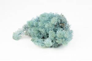 PHOCEALYS │Lichen stabilisé 500g│vente aux pros│Grossiste