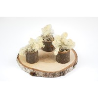 PHOCEALYS │Lichen stabilisé 500g│vente aux pros│Grossiste