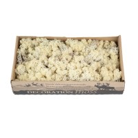 PHOCEALYS │Lichen stabilisé 500g│vente aux pros│Grossiste