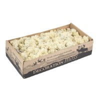 PHOCEALYS │Lichen stabilisé 500g│vente aux pros│Grossiste