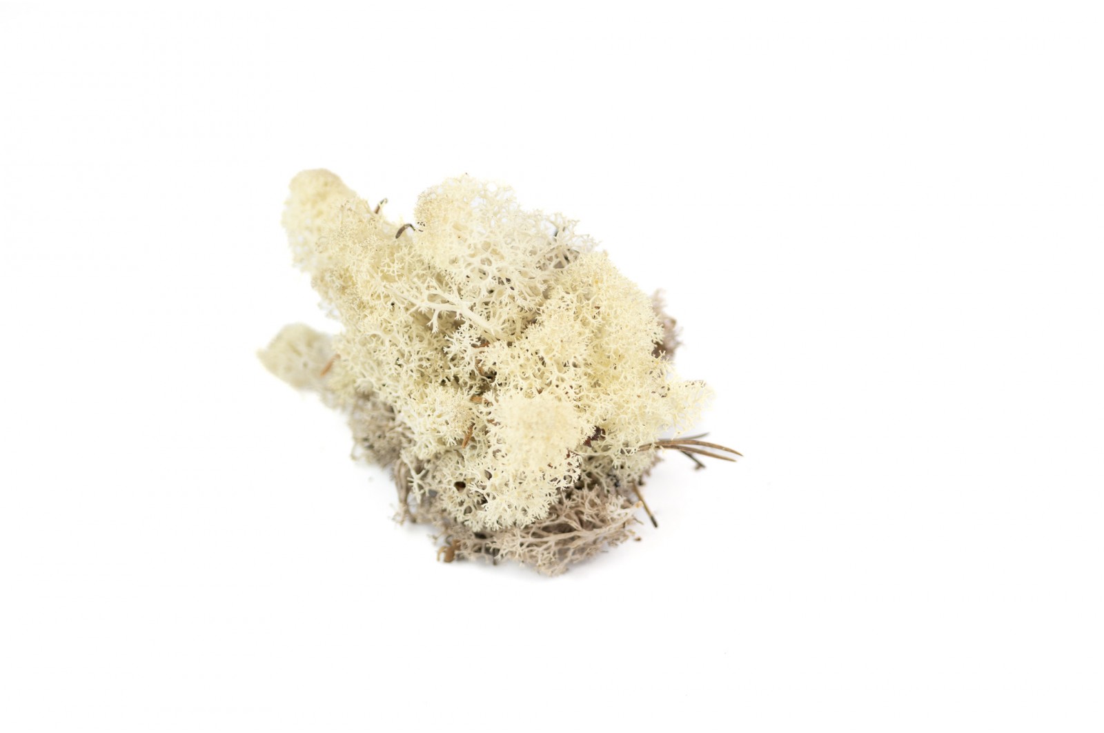 PHOCEALYS │Lichen stabilisé 500g│vente aux pros│Grossiste