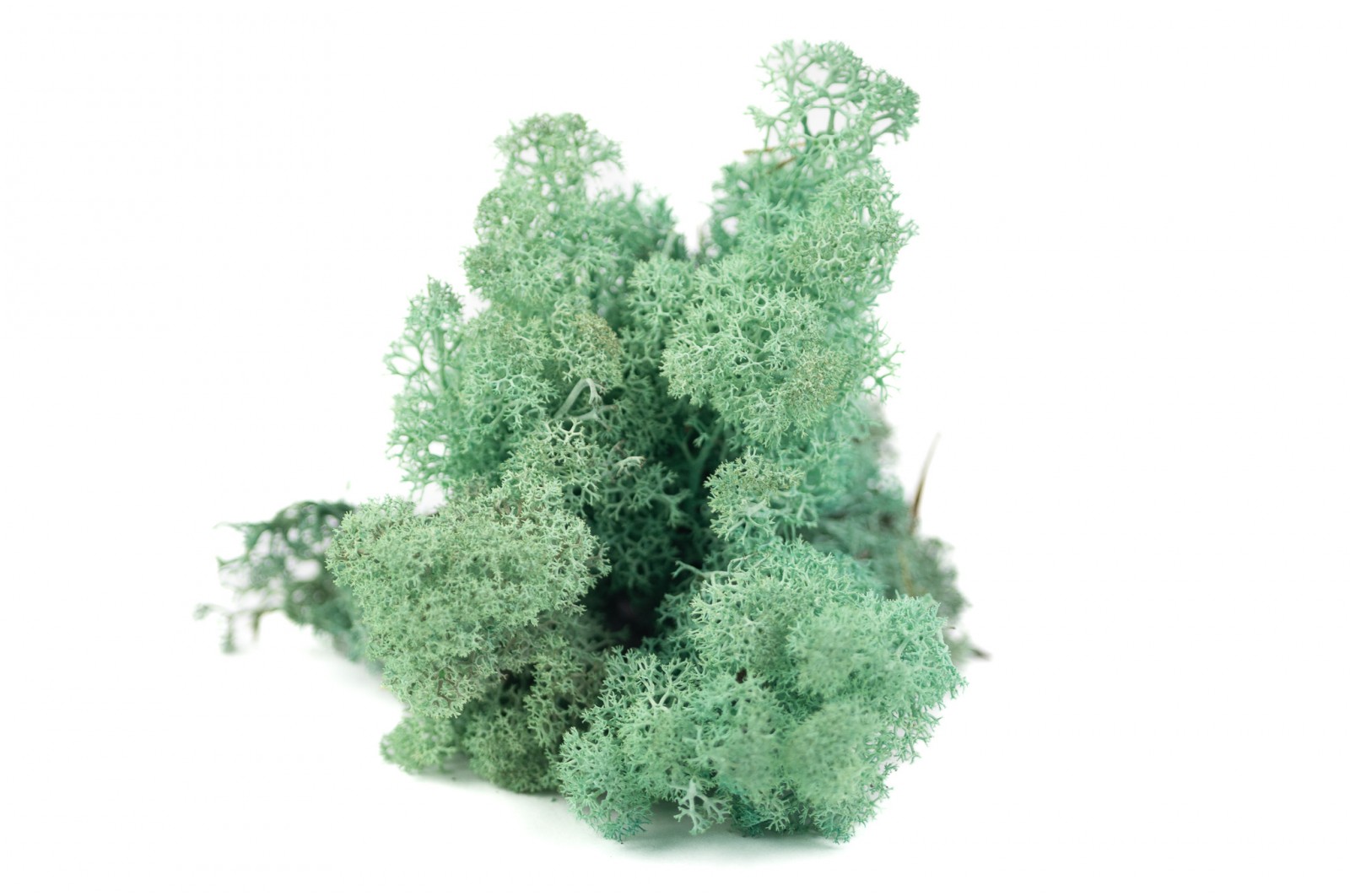 PHOCEALYS │Lichen stabilisé 500g│vente aux pros│Grossiste