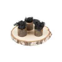 PHOCEALYS │Lichen stabilisé 500g│vente aux pros│Grossiste