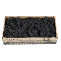 PHOCEALYS │Lichen stabilisé 500g│vente aux pros│Grossiste