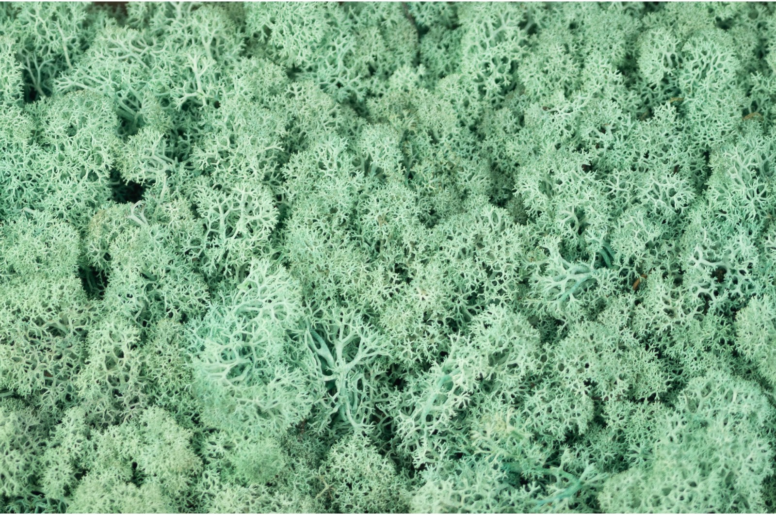 PHOCEALYS │Lichen stabilisé 500g│vente aux pros│Grossiste