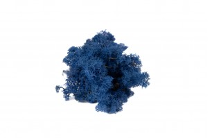 PHOCEALYS │Lichen stabilisé 500g│vente aux pros│Grossiste