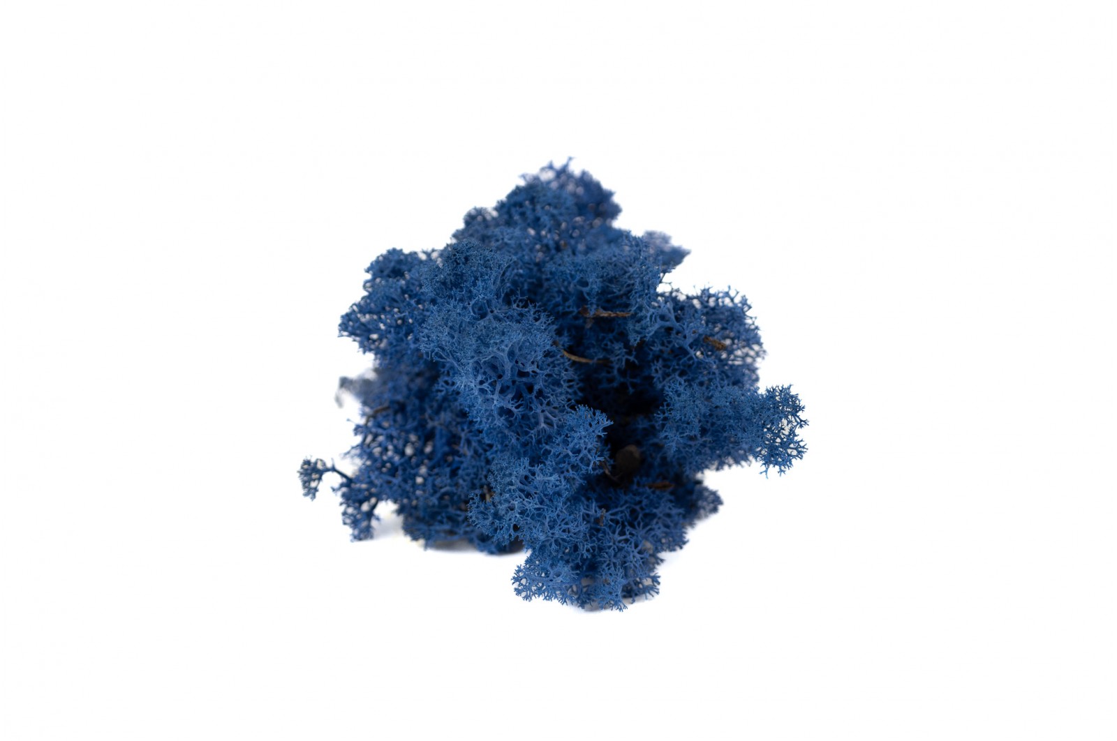 PHOCEALYS │Lichen stabilisé 500g│vente aux pros│Grossiste