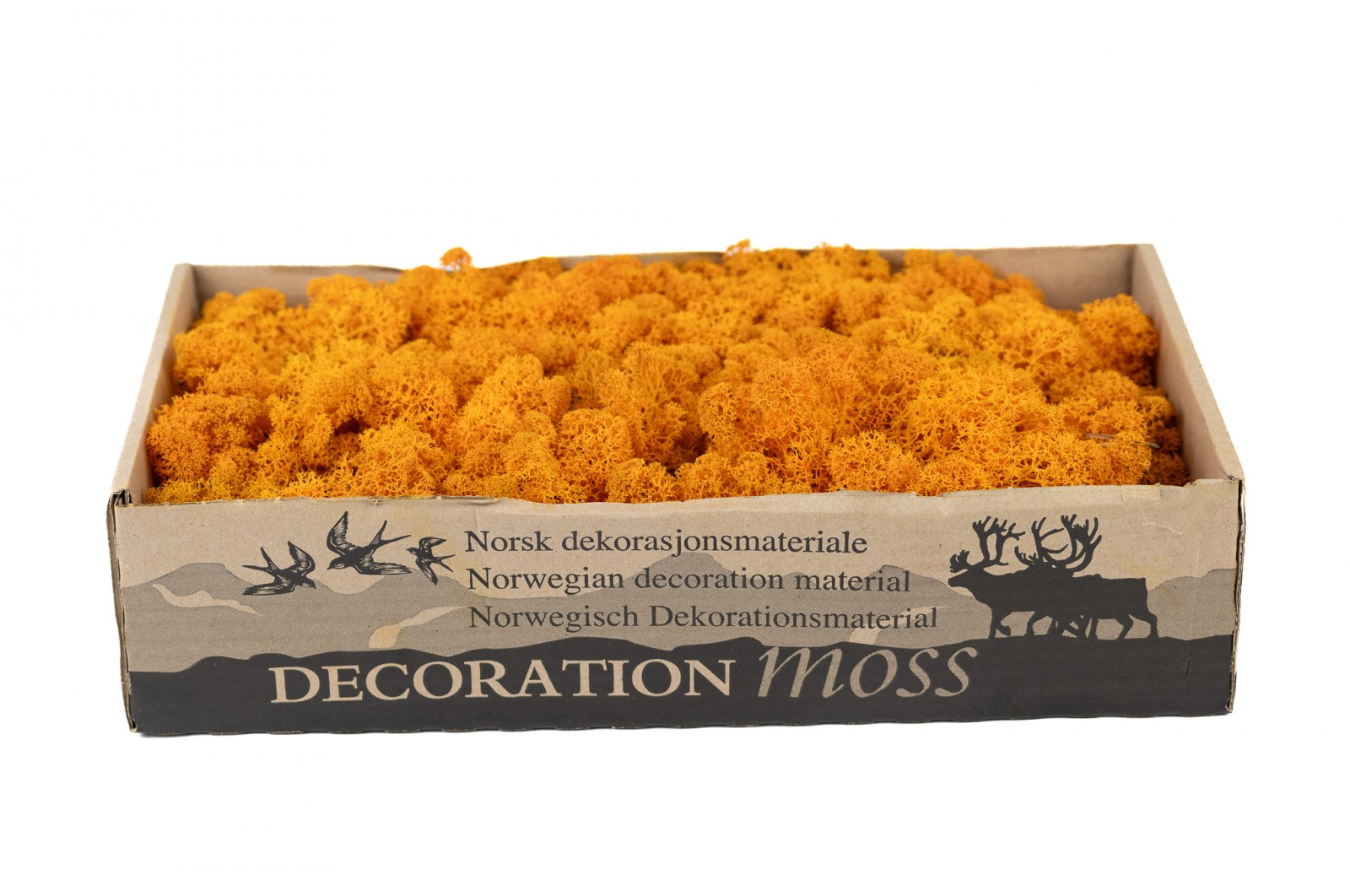 PHOCEALYS │Lichen stabilisé 500g│vente aux pros│Grossiste