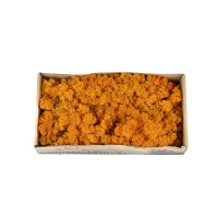 PHOCEALYS │Lichen stabilisé 500g│vente aux pros│Grossiste