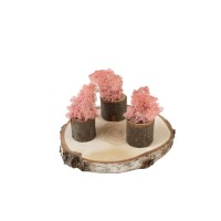 PHOCEALYS │Lichen stabilisé 500g│vente aux pros│Grossiste
