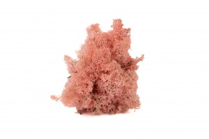 PHOCEALYS │Lichen stabilisé 500g│vente aux pros│Grossiste