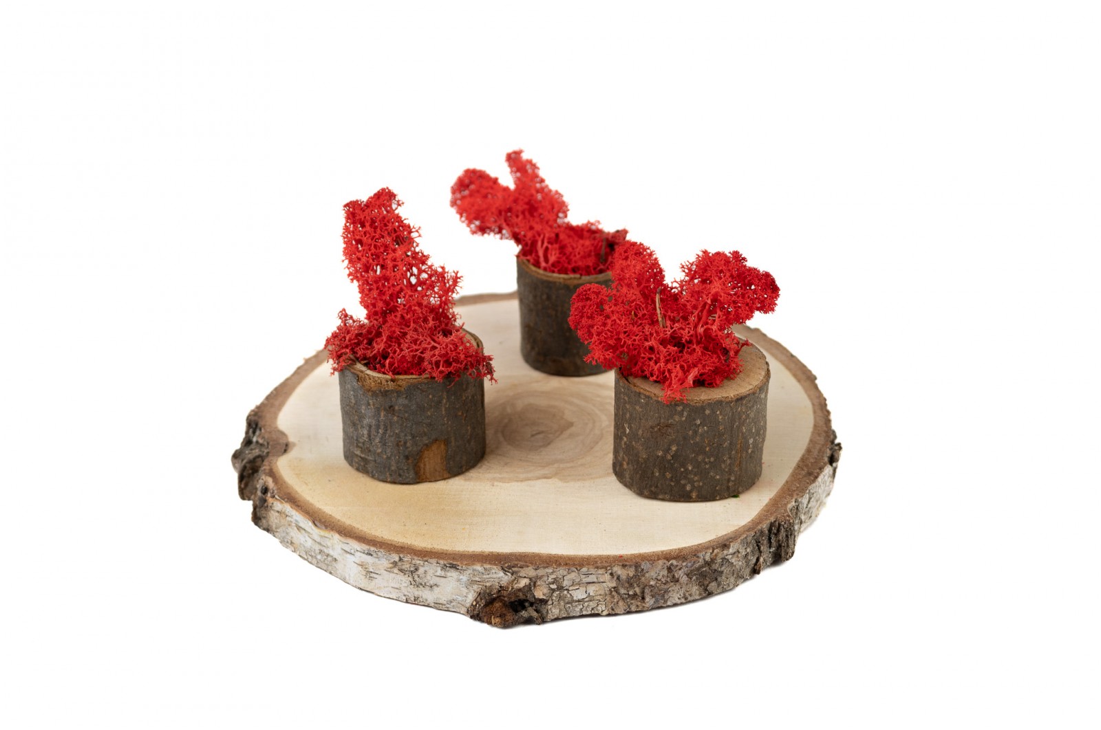 PHOCEALYS │Lichen stabilisé 500g│vente aux pros│Grossiste