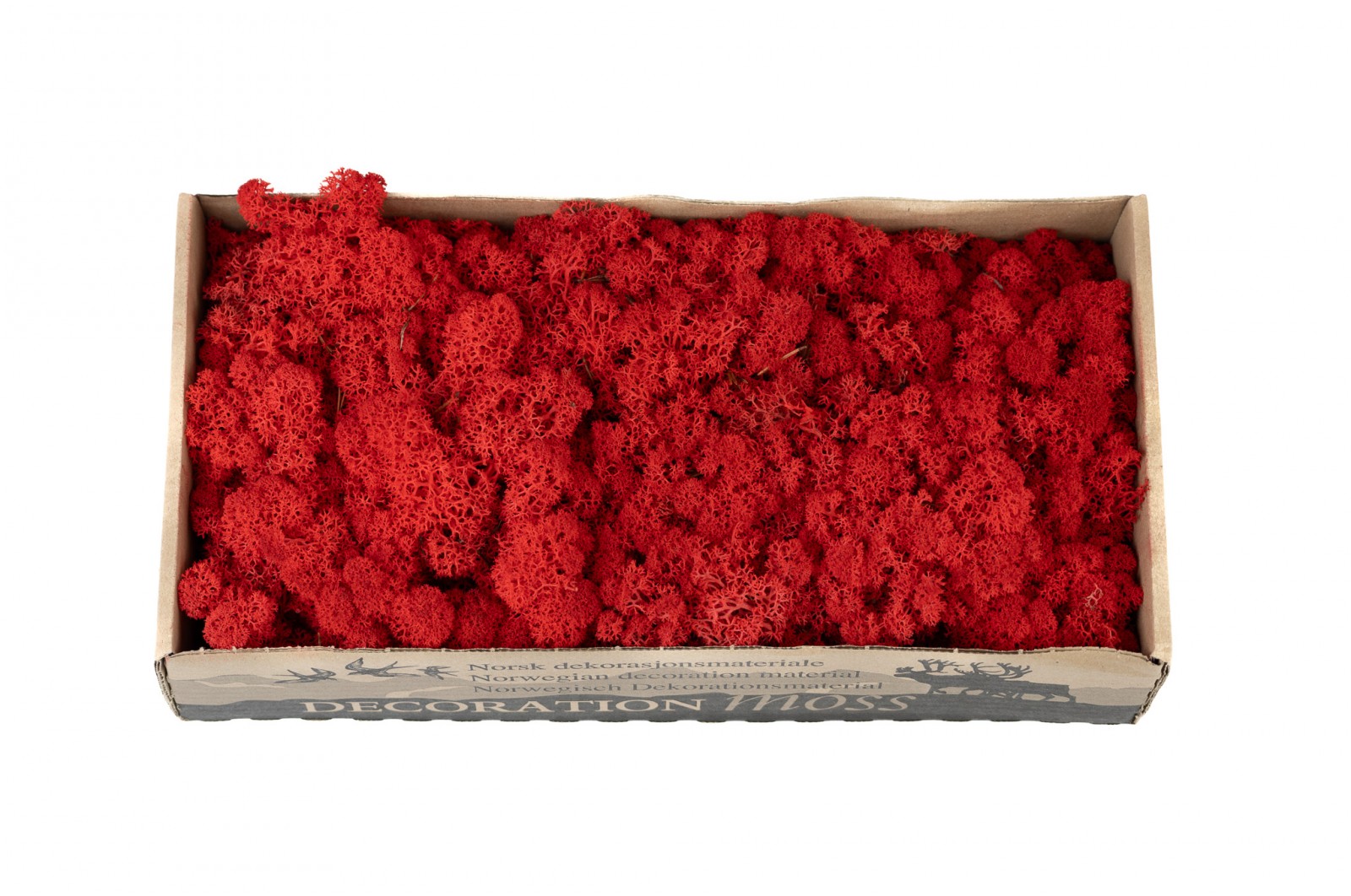 PHOCEALYS │Lichen stabilisé 500g│vente aux pros│Grossiste