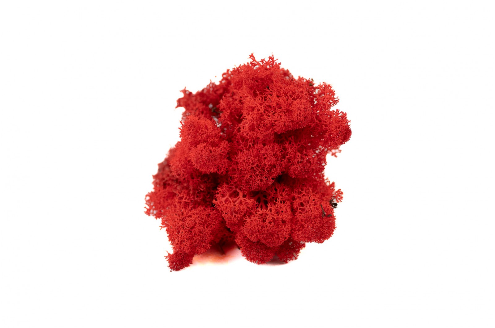 PHOCEALYS │Lichen stabilisé 500g│vente aux pros│Grossiste