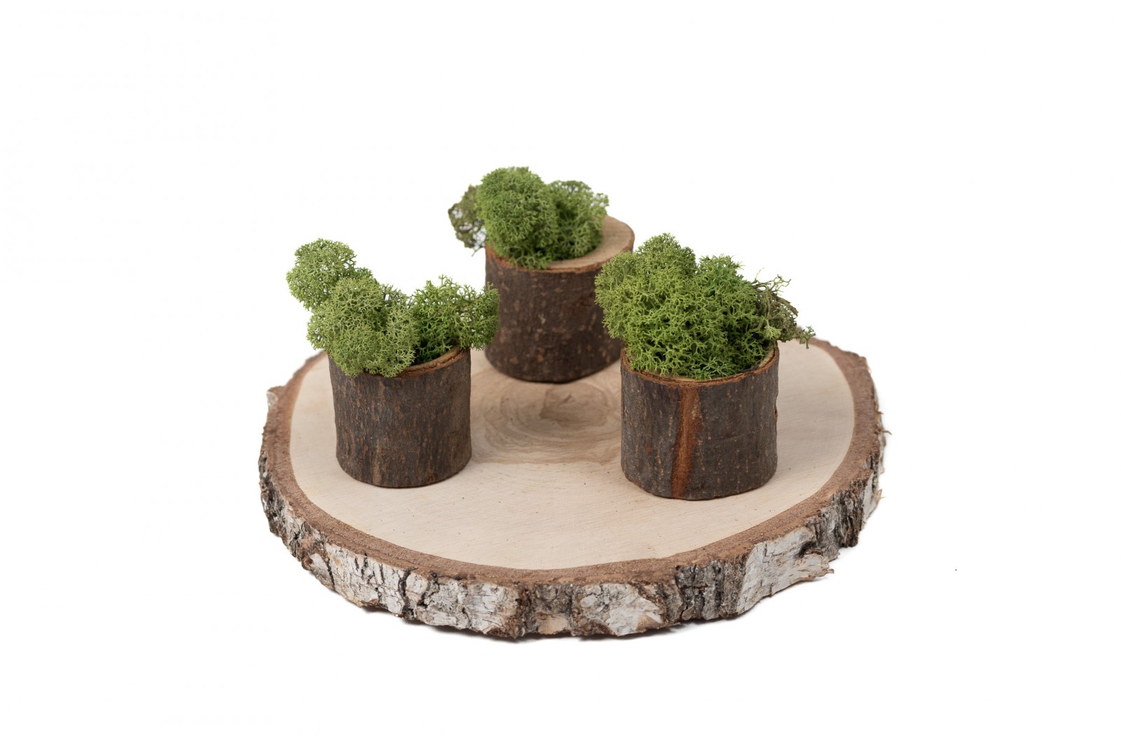 PHOCEALYS │Lichen stabilisé 500g│vente aux pros│Grossiste