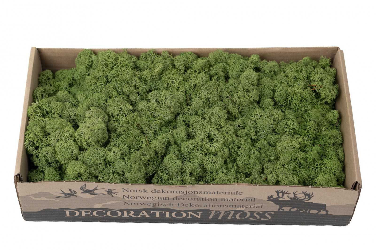 PHOCEALYS │Lichen stabilisé 500g│vente aux pros│Grossiste