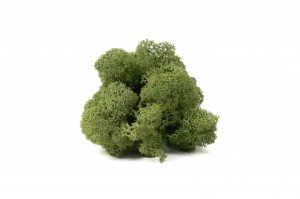 PHOCEALYS │Lichen stabilisé 500g│vente aux pros│Grossiste