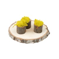 PHOCEALYS │Lichen stabilisé 500g│vente aux pros│Grossiste