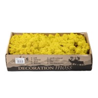 PHOCEALYS │Lichen stabilisé 500g│vente aux pros│Grossiste