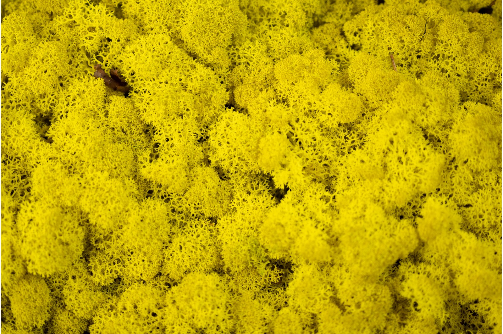 PHOCEALYS │Lichen stabilisé 500g│vente aux pros│Grossiste