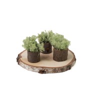 PHOCEALYS │Lichen stabilisé│vente aux pros│Grossiste