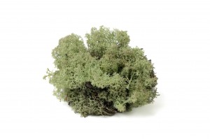 PHOCEALYS │Lichen stabilisé│vente aux pros│Grossiste