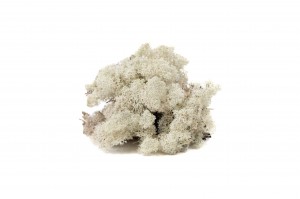 PHOCEALYS │Lichen stabilisé│vente aux pros│Grossiste