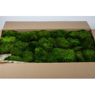 Thin preserved Provence moss │Sale to pros│Wholesaler of preserved plants