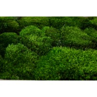 Mousse de Provence fine stabilisée│vente aux pros│Grossiste