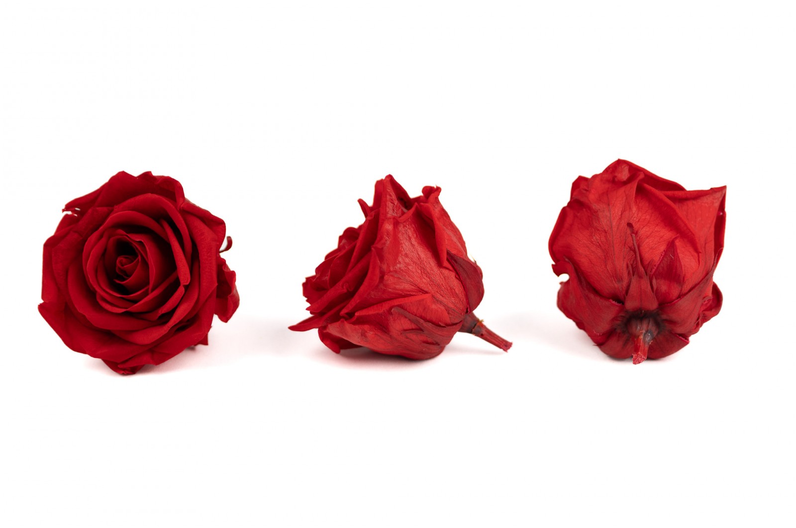 PHOCEALYS │Têtes de roses stabilisées S│vente aux pros│Grossiste