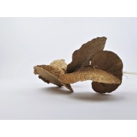 PHOCEALYS│Champignon sec │vente aux pros│Grossiste en fleurs séchées