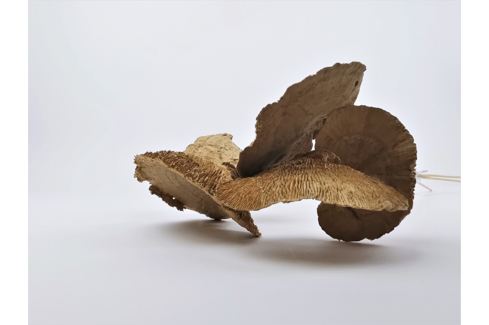PHOCEALYS│Champignon sec │vente aux pros│Grossiste en fleurs séchées