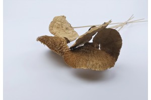 PHOCEALYS│Champignon sec │vente aux pros│Grossiste en fleurs séchées