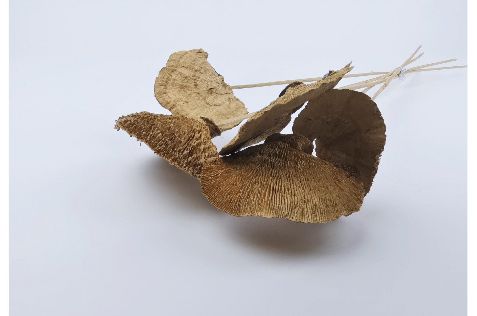 PHOCEALYS│Champignon sec │vente aux pros│Grossiste en fleurs séchées