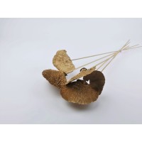 PHOCEALYS│Champignon sec │vente aux pros│Grossiste en fleurs séchées