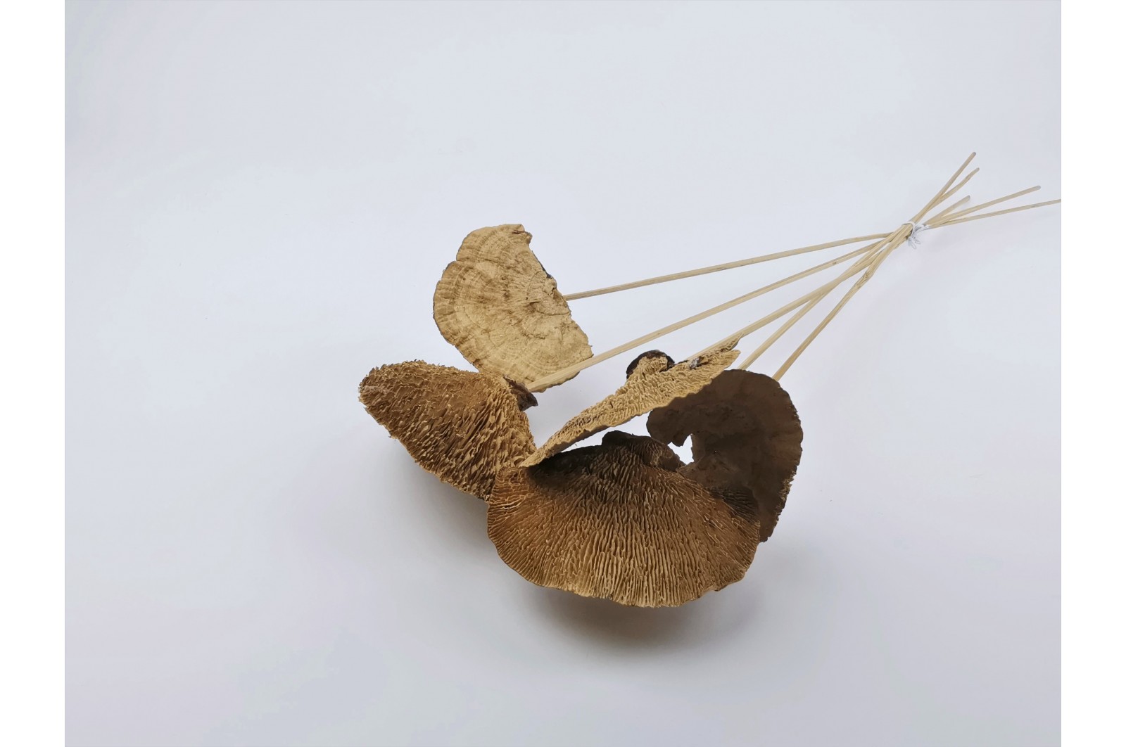 PHOCEALYS│Champignon sec │vente aux pros│Grossiste en fleurs séchées