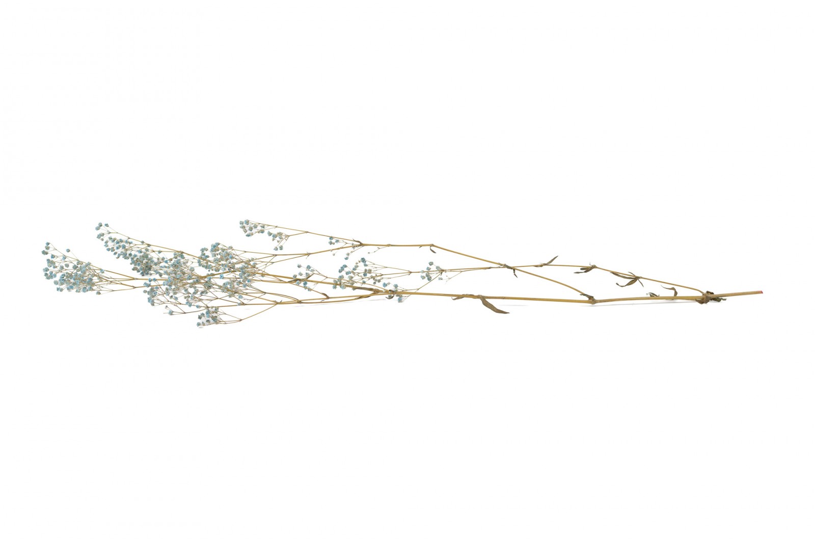 Gypsophile stabilisé│vente aux pros│Grossiste en végétaux stabilisés
