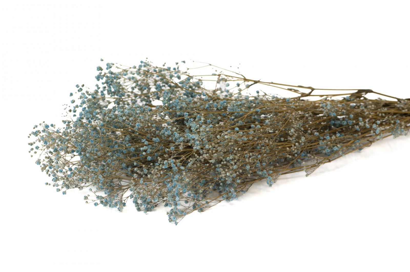 Gypsophile stabilisé│vente aux pros│Grossiste en végétaux stabilisés