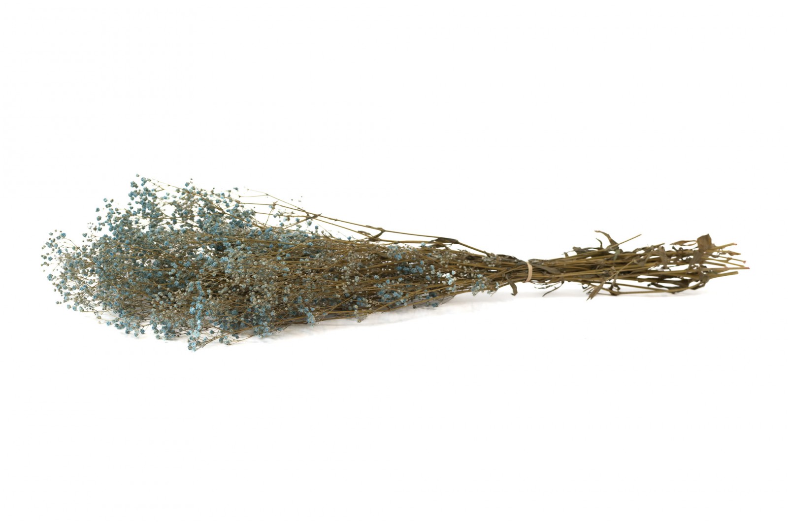 Gypsophile stabilisé│vente aux pros│Grossiste en végétaux stabilisés