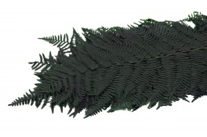 PHOCEALYS│Fougère feriga stabilisée│vente aux pros│Grossiste