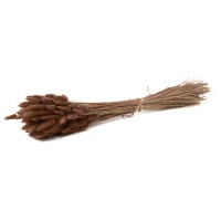 PHOCEALYS │Lagurus sec │vente aux pros│Grossiste en fleurs séchées
