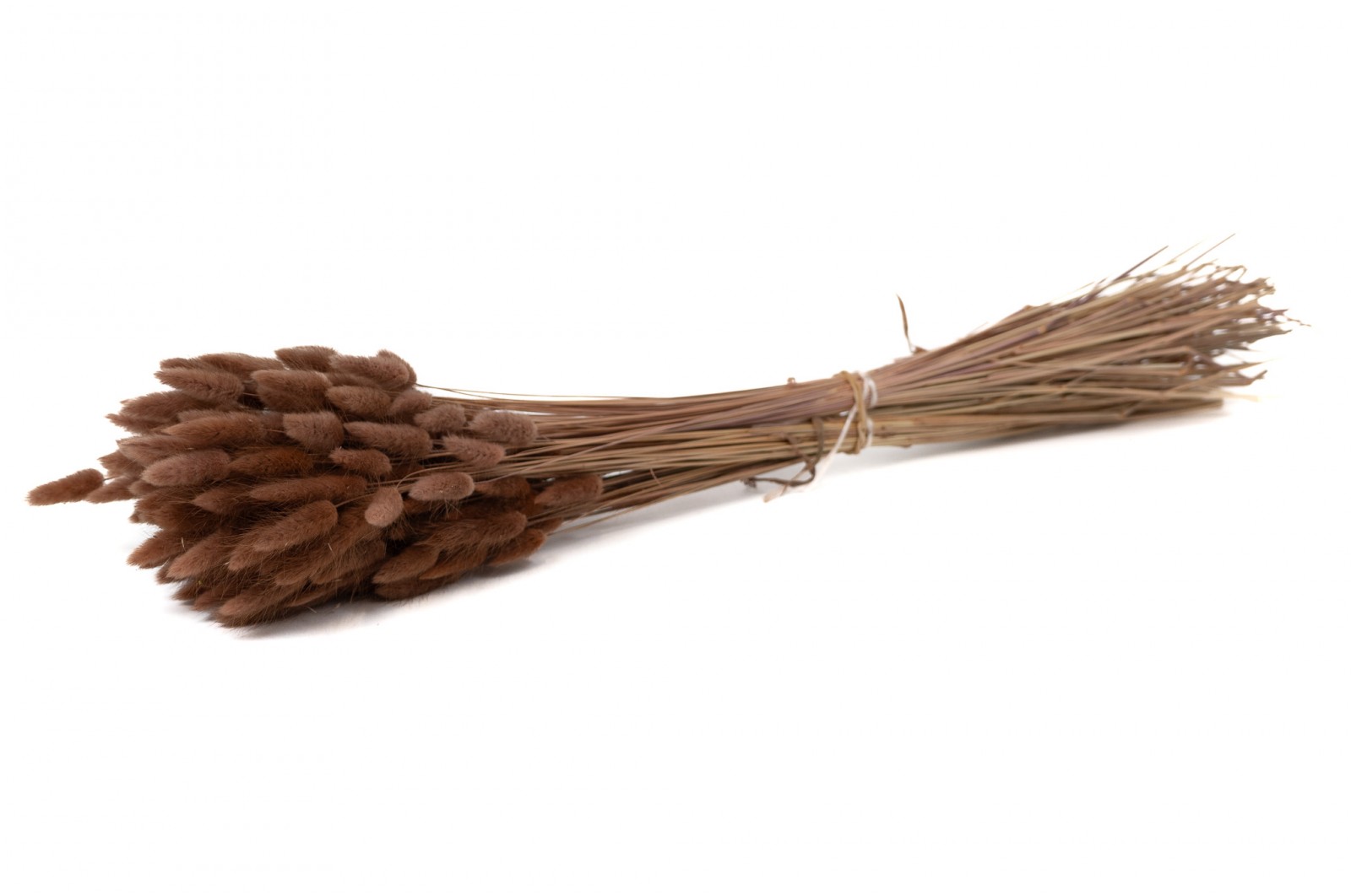 PHOCEALYS │Lagurus sec │vente aux pros│Grossiste en fleurs séchées