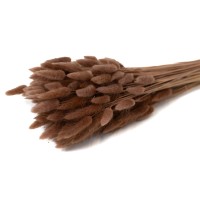 PHOCEALYS │Lagurus sec │vente aux pros│Grossiste en fleurs séchées