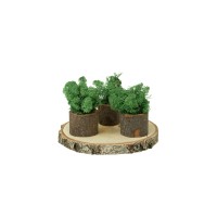 PHOCEALYS │Lichen stabilisé│vente aux pros│Grossiste