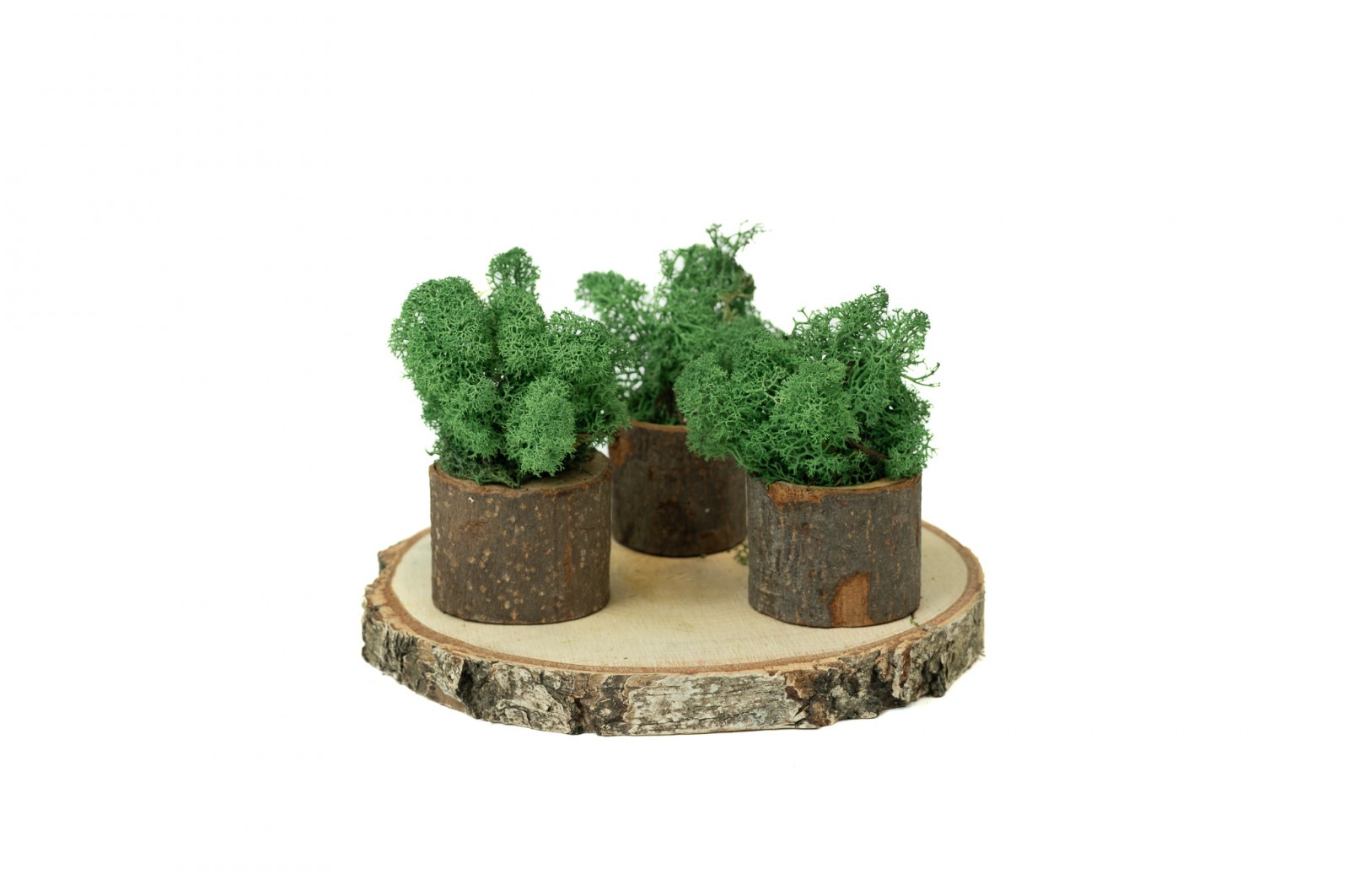 PHOCEALYS │Lichen stabilisé│vente aux pros│Grossiste
